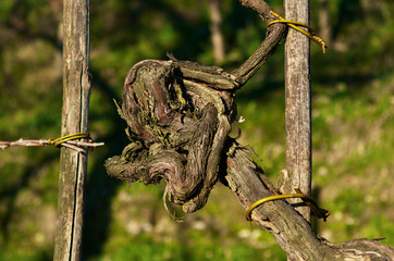Fototapeta premium Grape plant
