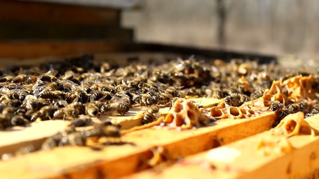 Beekeeping, Bees And Hives ,bees in apiary,beehive,Beekeeper