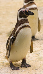 Fototapeta premium A Humboldt or Magellanic species of penguin, isolated on white