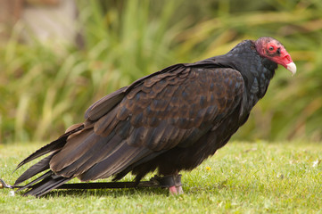 Turkey Vulture