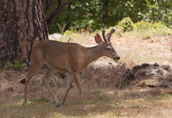Naklejka na ściany i meble Californian Black-tailed deer