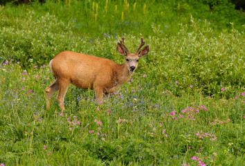 Yellowstone deer