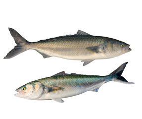 Naklejka premium Caraway fish