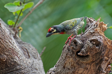 Coppersmith Barbet bird (Megalaima haemacephala)