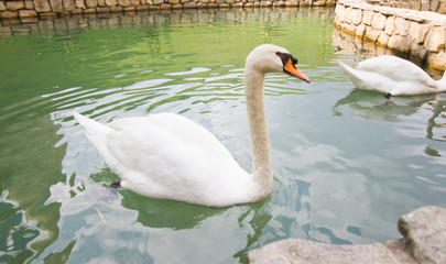 Swan in lake