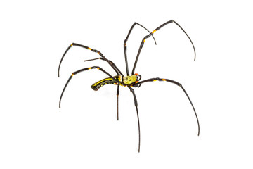 spider on white background
