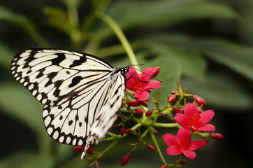 Butterfly in nature background environment