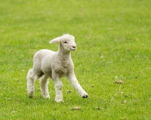Fotobehang Cute lamb in meadow in New Zealand © steheap