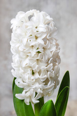Beautiful white hyacinth flower on wooden background.