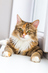 Симпатичный полосатый котенок лежит на подоконнике