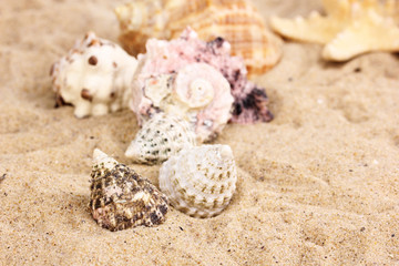 Seashells and starfish on sand