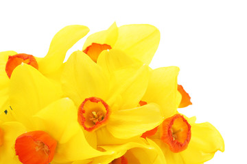 Fototapeta na wymiar beautiful yellow daffodils isolated on white