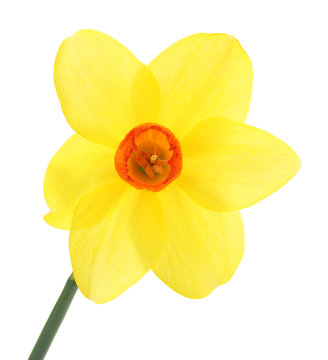 beautiful yellow daffodil isolated on white