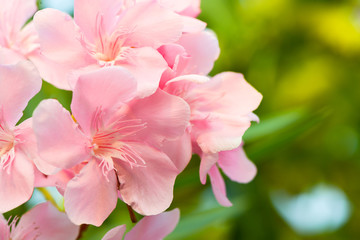 Obraz premium oleander flowers