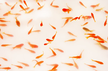 Naklejka premium 金魚