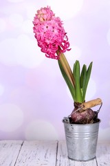 Pink hyacinth in bucket on table on bright background