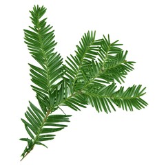 Beautiful yew twig, isolated on white
