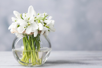 Beautiful bouquet of snowdrops in vase on light background