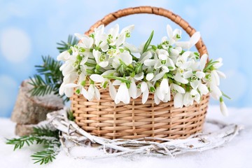 Beautiful bouquet of snowdrops in wicker basket on snow