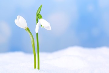 Beautiful snowdrops on snow, on nature winter background