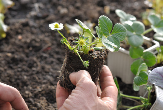 plantation de fraisier