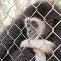 Gibbons in a cage