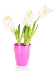 Hyacinth in pot isolated on white