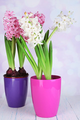 Fototapeta na wymiar Hyacinth flowers in pots on table on bright background