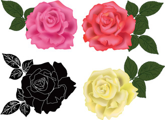 rose four colors isolated on white background