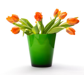 tulip in a vase