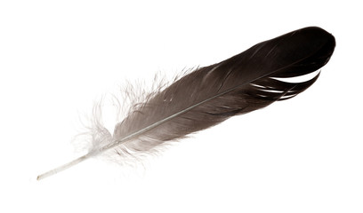 singke isolated black straight feather