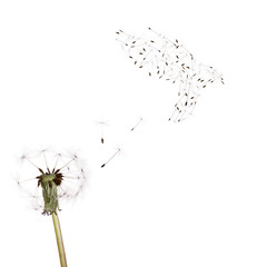 old dandelion and dove from seeds isolated on white