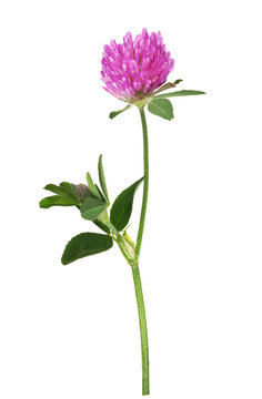 isolated single pink clover flower on stem