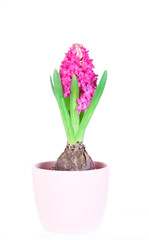 spring hyacinth isolated on pure white background