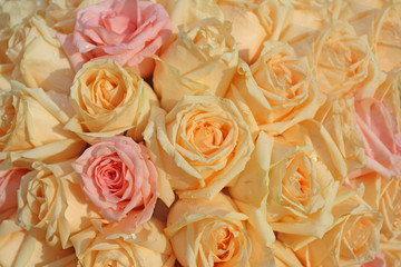 Beautiful yellow and pink roses background