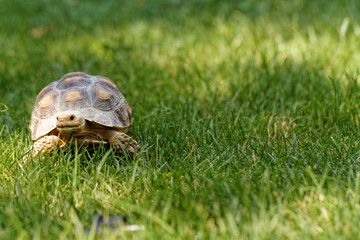 Little turtle