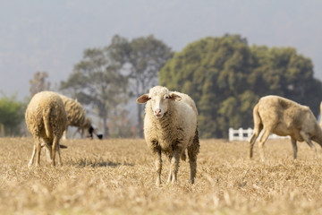 Naklejka na ściany i meble sheep grazed on a dry field in summer