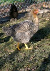 brown hen