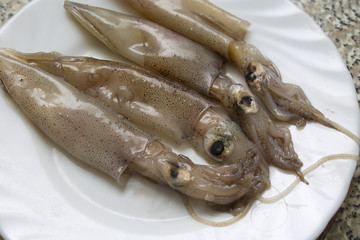 fresh squid