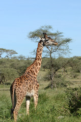 élégence naturelle