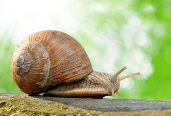 Garden snail (Helix aspersa)