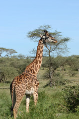dominer la savane
