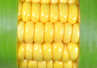 corn closeup