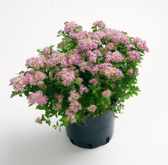 Spiraea japonica Japanese Dwarf in a pot on a white background