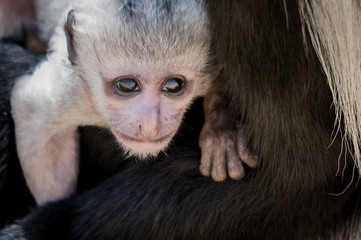 Bébé singe colobe guéréza