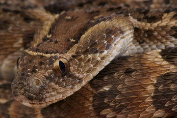 Puff adder / Bitis arietans