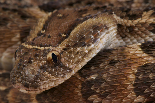 Puff adder / Bitis arietans
