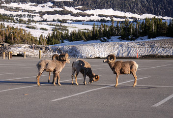 Mountain goats gathering in the parking lot