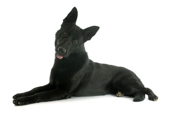 black german shepherd