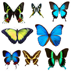 Obraz na płótnie Canvas Exotic butterflies isolated on white background